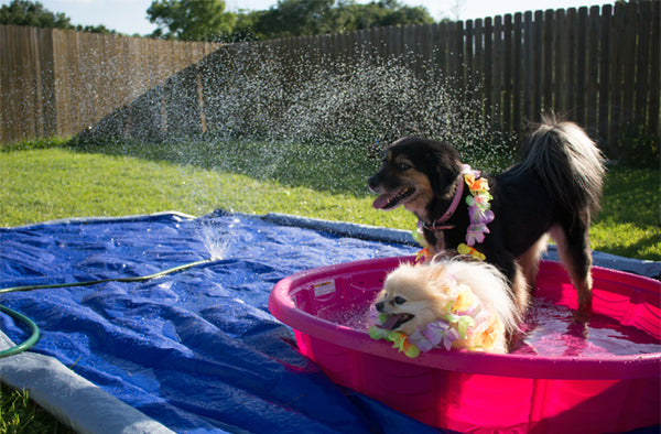 Fun and Safe Water Activities for Dogs: Beat the Heat with Water Fun