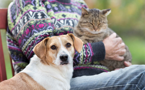 A Guide to Senior Pet Care: Understanding the Unique Needs of Aging Dogs and Cats