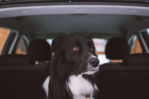 Top 9 Items To Pack When Road Tripping With Dogs - Seat covers