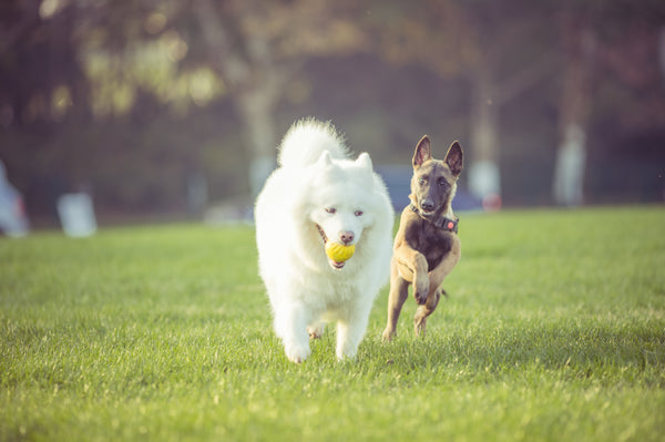 dogs playing in backyard