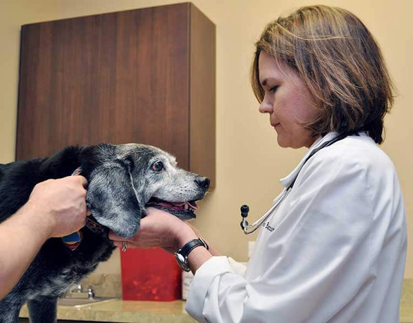 A Guide to Senior Pet Care: Understanding the Unique Needs of Aging Dogs and Cats