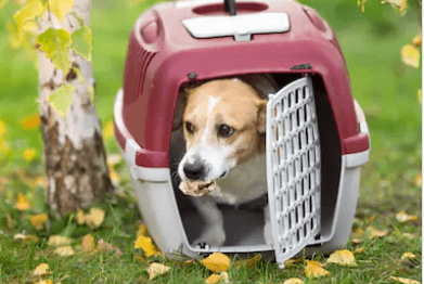 how to crate train a dog