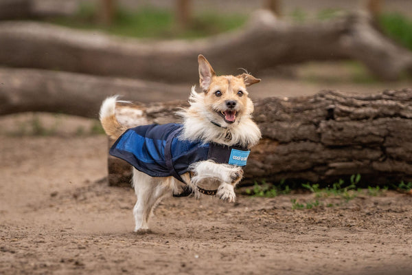 Summer Safety Tips for Pets: Keeping Your Furry Friends Cool and Hydrated