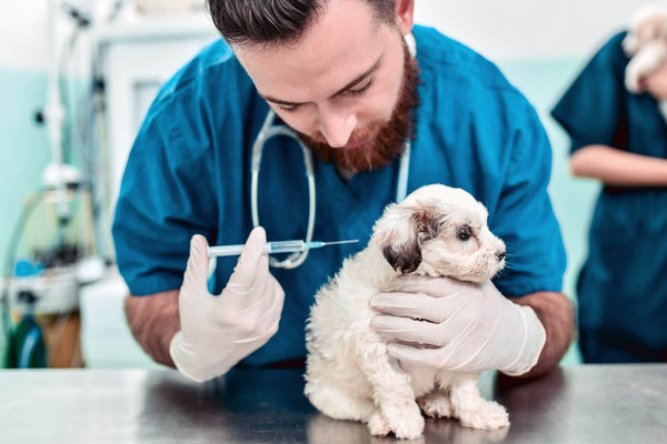 The First Vet Visit: What to Expect and How to Prepare