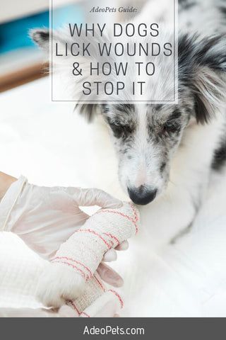Why do dogs lick their wounds and how how to stop it