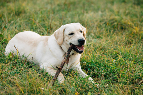 Why Your Dog Chews and How to Stop It