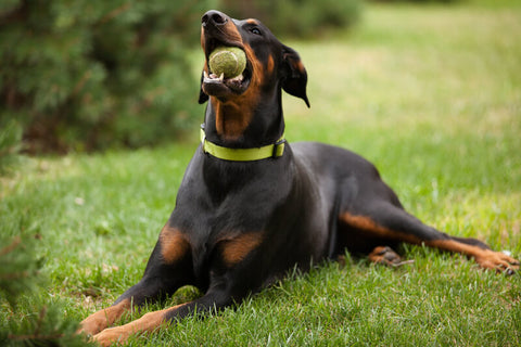 Why Your Dog Chews and How to Stop It