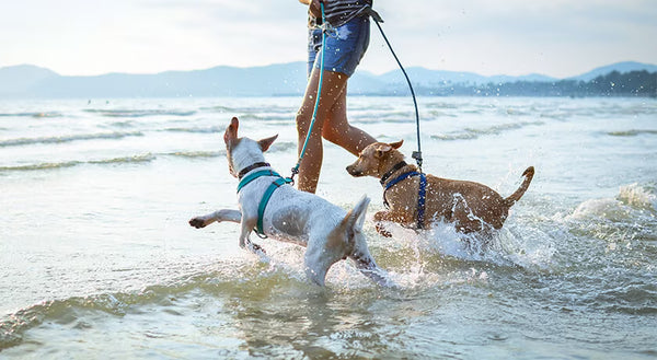 Fun and Safe Water Activities for Dogs: Beat the Heat with Water Fun