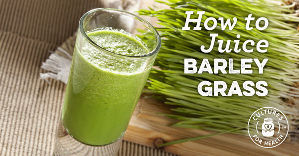 How To Juice Barley Grass and Make Smoothies - Cultures For Health