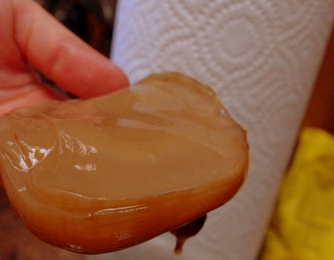 Scoby