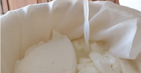 Cheese for Chèvre should look like yogurt