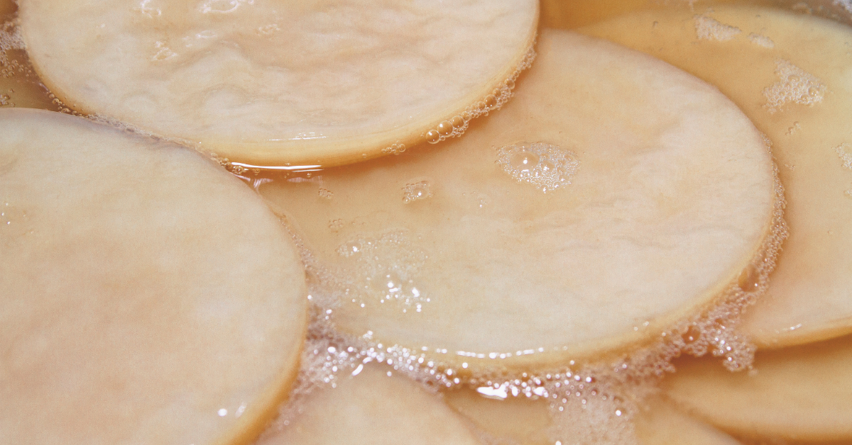 What Is A SCOBY  What is a Kombucha SCOBY & What is it Made of? - Cultures  For Health