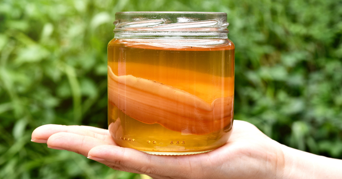 kombucha scoby for digestion