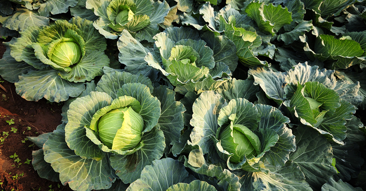 cabbage gardening