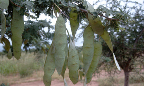 A gum acacia tree