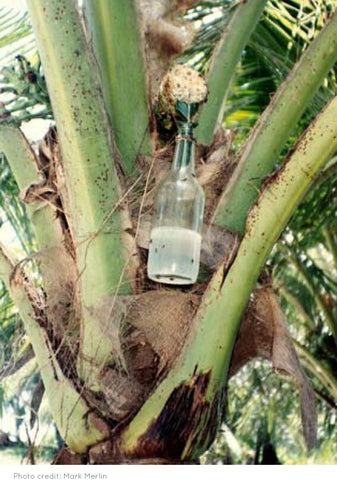 coconut sap