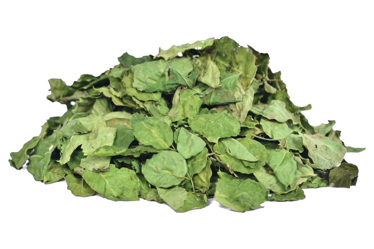 Buy 100% Organic Moringa Leaves Online by Cultivators – Cultivator