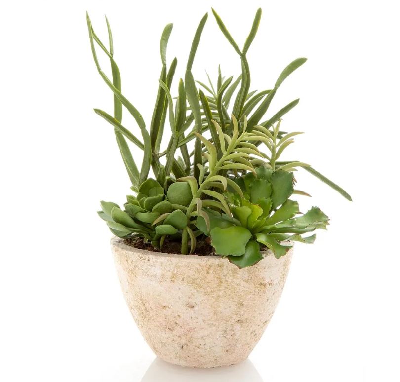 terracotta succulent bowl