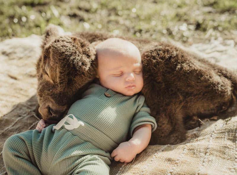 child asleep on mini cow