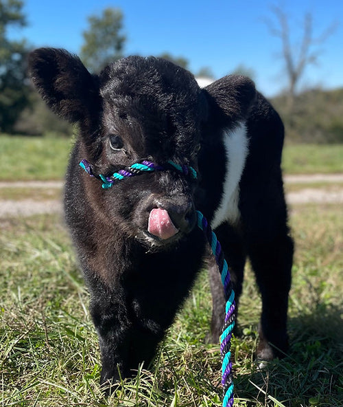 Belted Galloway mini cow