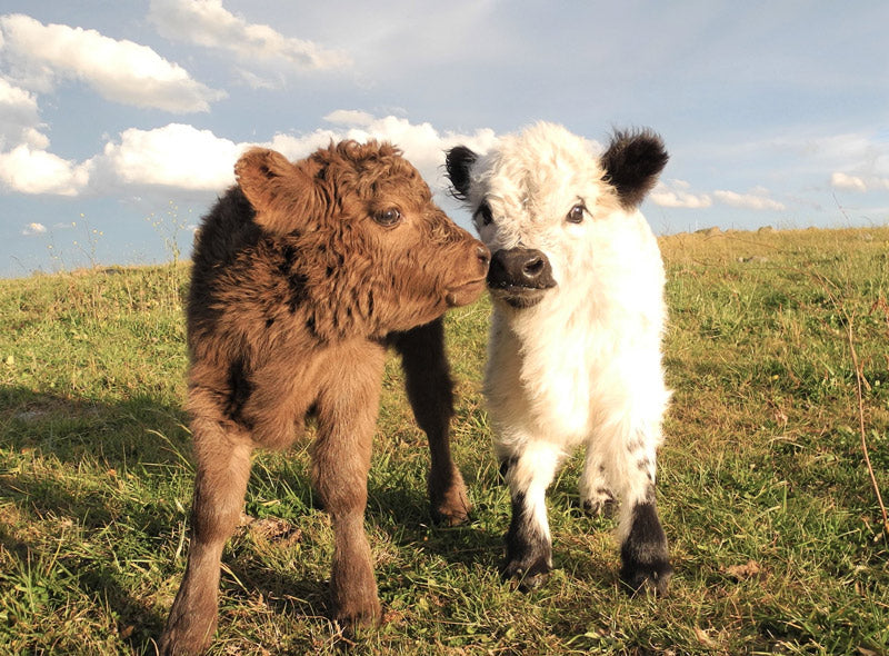 brown baby mini cow