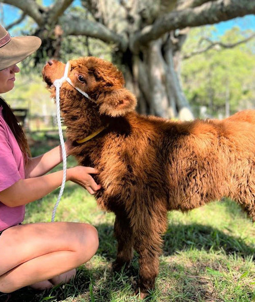 mini cow getting a scratch