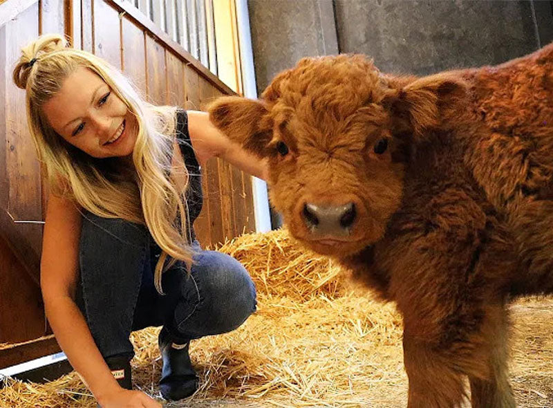 brown mini cow looking at camera