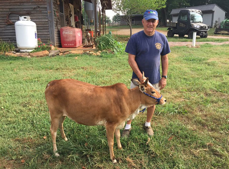 brown mini Zebu standing next to man