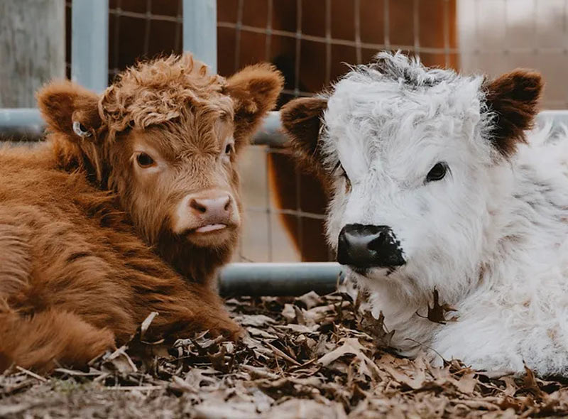 brown miniature cow with white mini cow