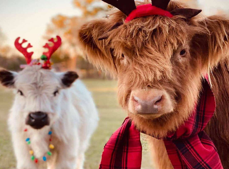 mini cows in festive reindeer horns