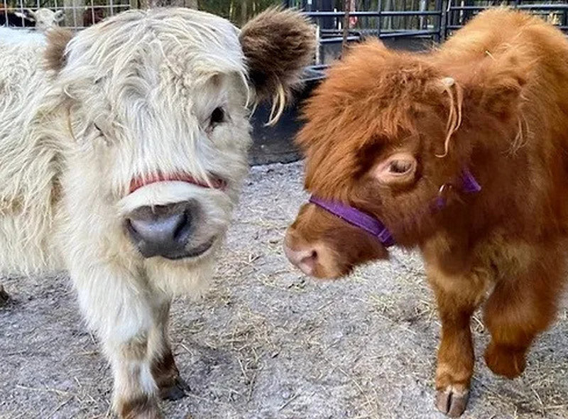 two mini cows of different colors