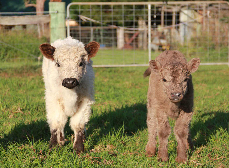 small white cow and knee-high gray cow