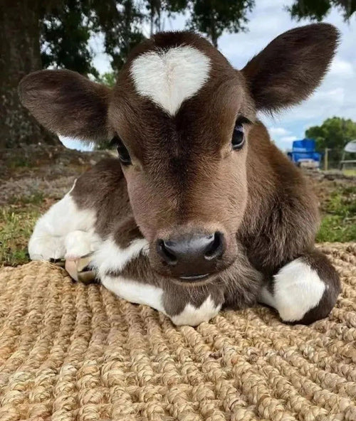 mini cow with forelock love heart