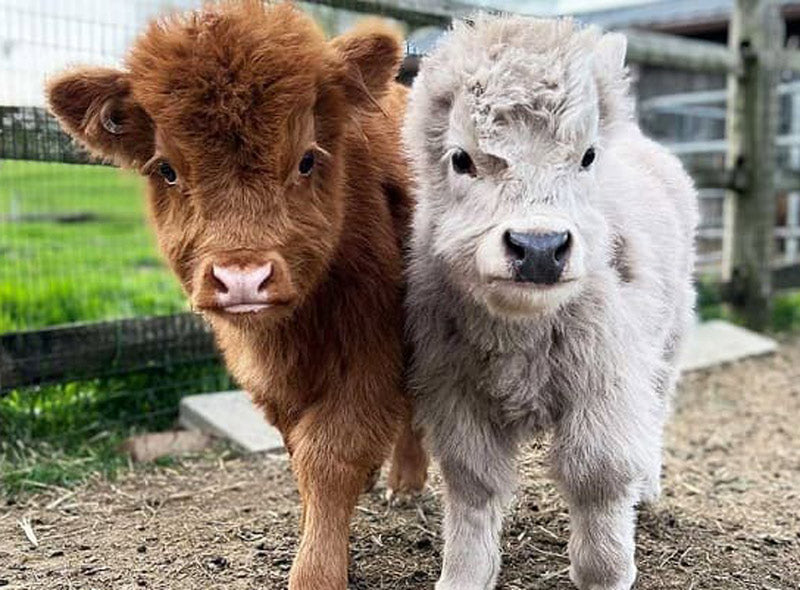 brown mini cow and white mini cow