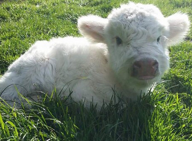white mini cow lying on grass