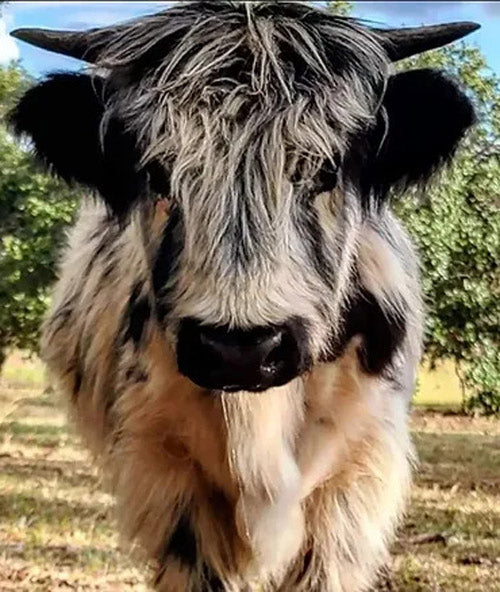 tiny cow with short horns