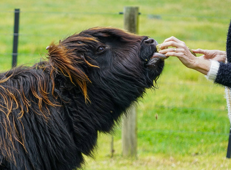 dark-colored mini cow eating from human hand