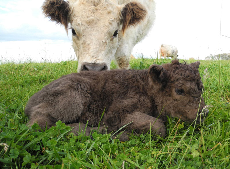 newly born mini cow in green grass