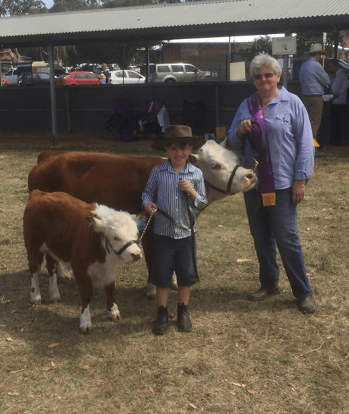 mini cows with first prize ribbon