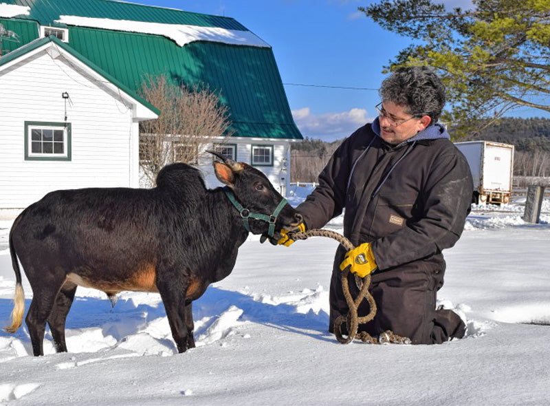 dark-colored tiny cow