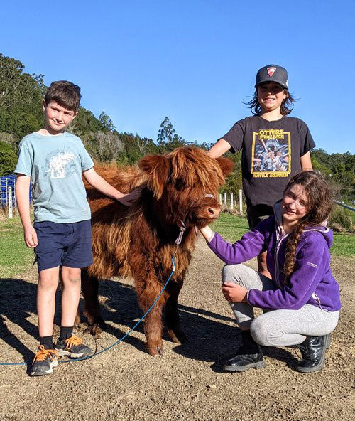 mini cow with owners