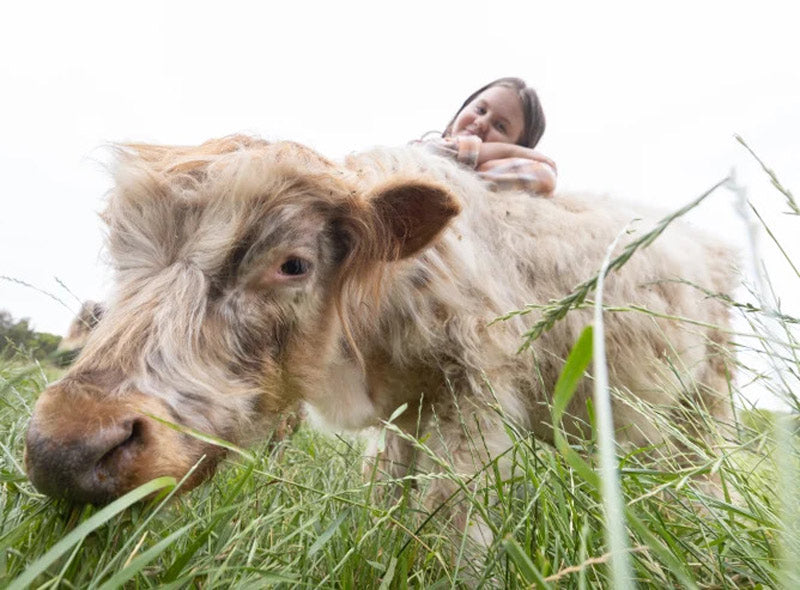 mini cow in grass field