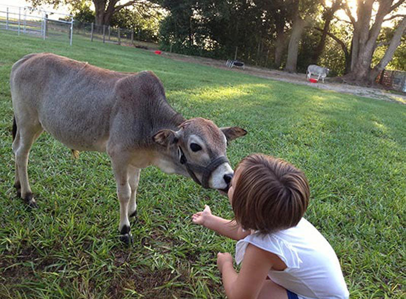 gray cow licking child