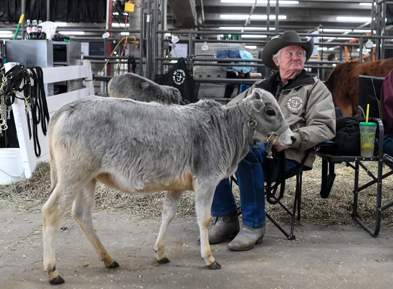 gray pasture pup stands next to cowboy