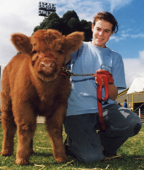 brown-colored mini cow next to woman