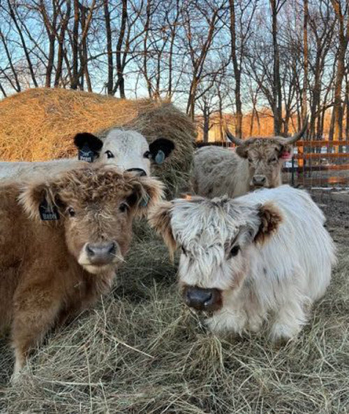 three mini cows with a hay pile