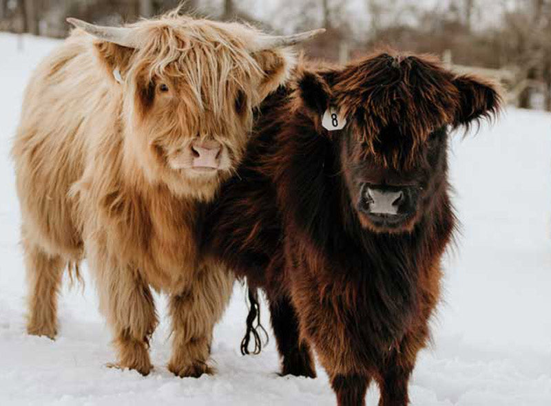 fluffy mini cows in snow in Indiana