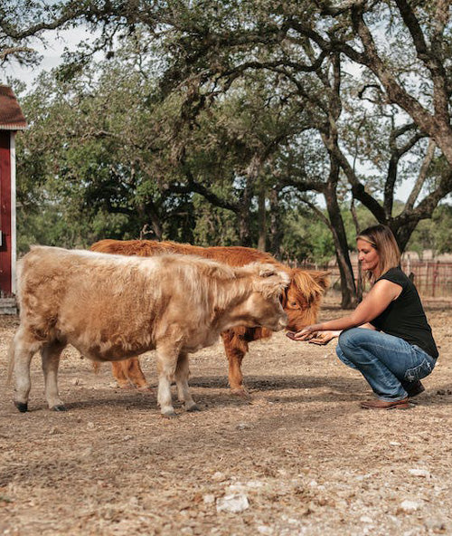 lady and cow at feeding time