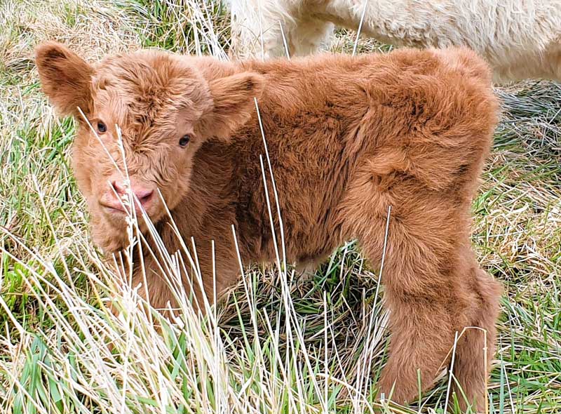 brown mini cow on grass field