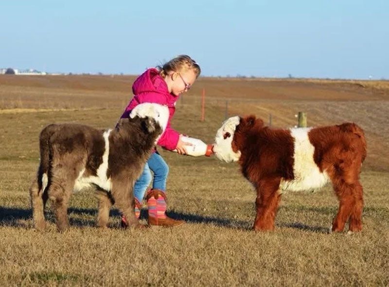 little missy feedin' mini Belted Galloways